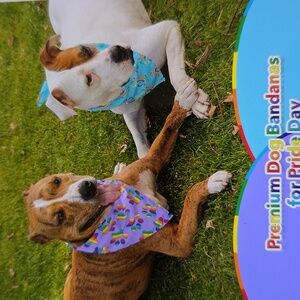 Odi Style Pride Colorful Fabric Bandanas 2 In The Pack Size Large Dog